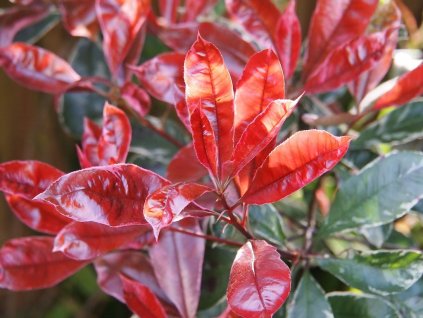 Blýskavka Fraserova 'Red Robin'