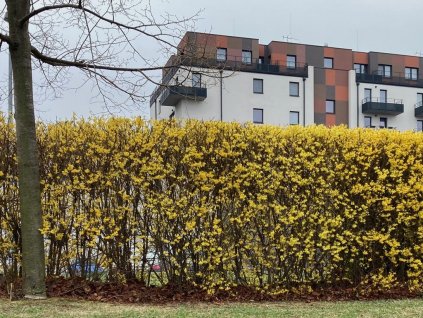 Zlatice prostřední 'Lynwood Gold'