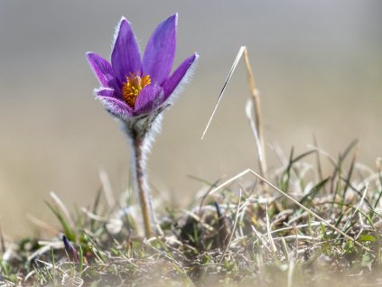 Koniklec obecný 'Pinwheel Blue Violet Shades'