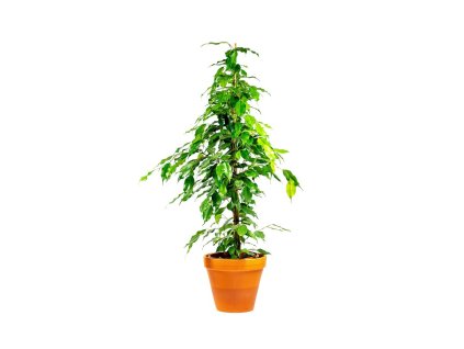 Fíkus benjamín (Partner ID none)