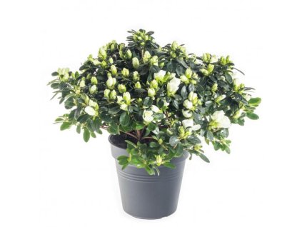 Pokojová azalka (Partner ID none)