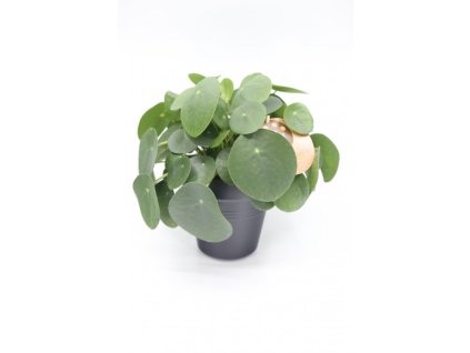 Pilea