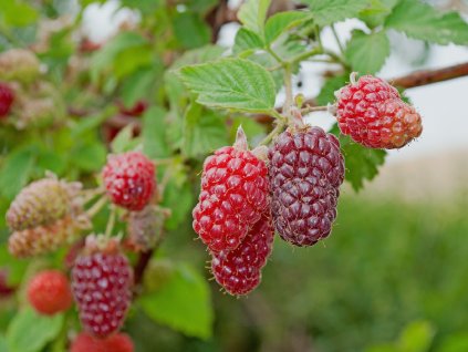 Malinoostružina 'Tayberry Buckingham' (Partner ID none)