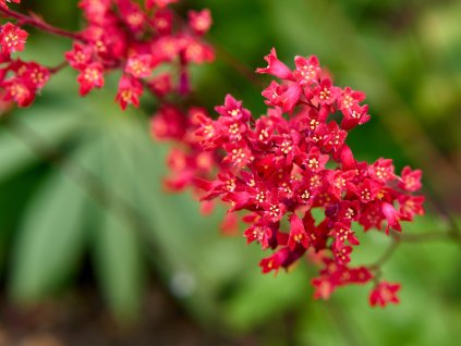 Dlužicha krvavá 'Coral Forest' (Partner ID none)