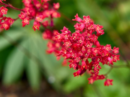 Dlužicha krvavá 'Coral Forest'