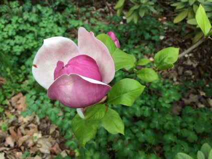 Magnolie Soulangeova 'Lennei' (Partner ID none)