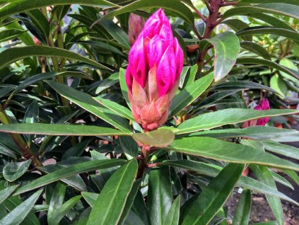 Rododendron 'Graziella' (Partner ID none)