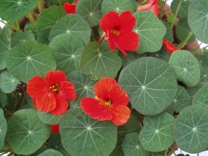 Lichořeřišnice větší (Partner ID none)