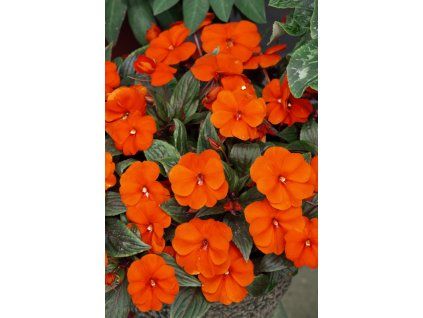 Netýkavka (Partner ID none)