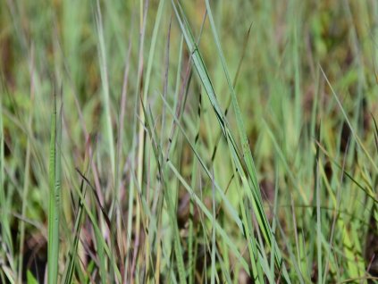 Schizachyrium scoparium (Partner ID none)