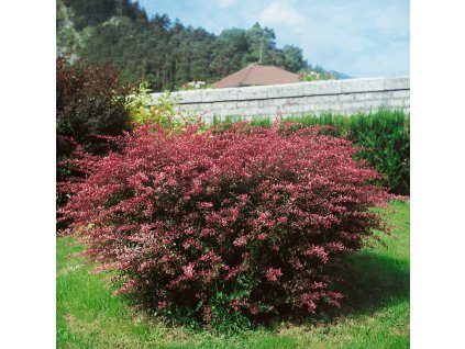 Dřišťál Thunbergův 'Rose Glow'