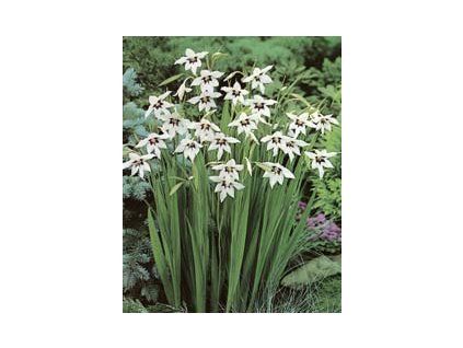 Mečík (Partner ID none)