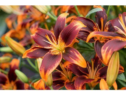 Lilie (Partner ID none)