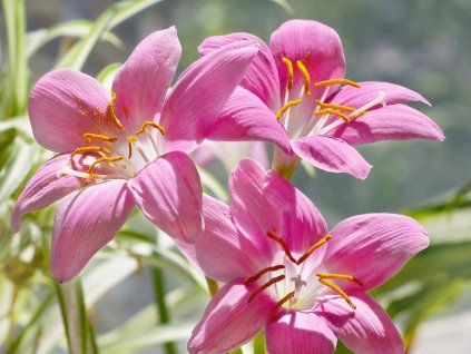 Zephyranthes (Partner ID none)