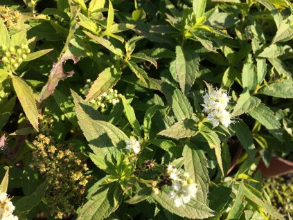 Tavolník japonský 'Albiflora' (Partner ID none)
