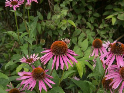 Třapatka nachová (Echinacea) 'Magnus Superior' (Partner ID none)