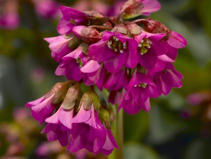 Bergenie 'Shoeshine Rose'