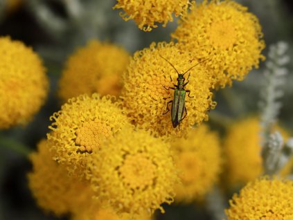 Svatolína cypřišková (Partner ID none)