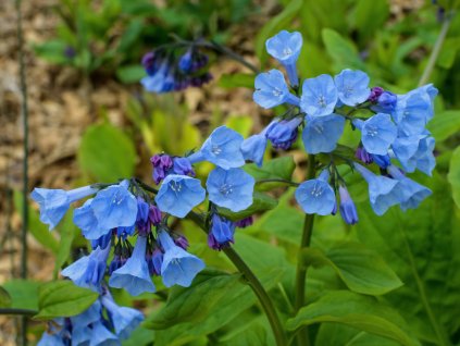 Viržinské modré zvonky (Partner ID none)