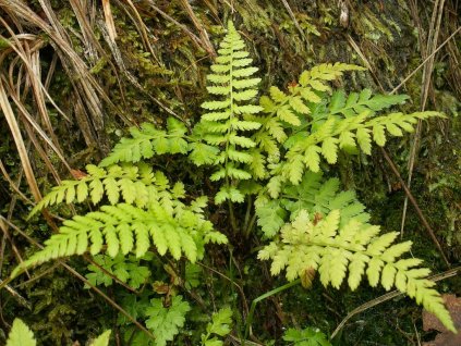 Puchýřník křehký (Partner ID none)