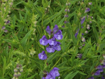 Šišák bajkalský (Partner ID none)