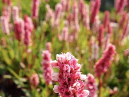 Rdesno 'Donald Lowndes' (Partner ID none)