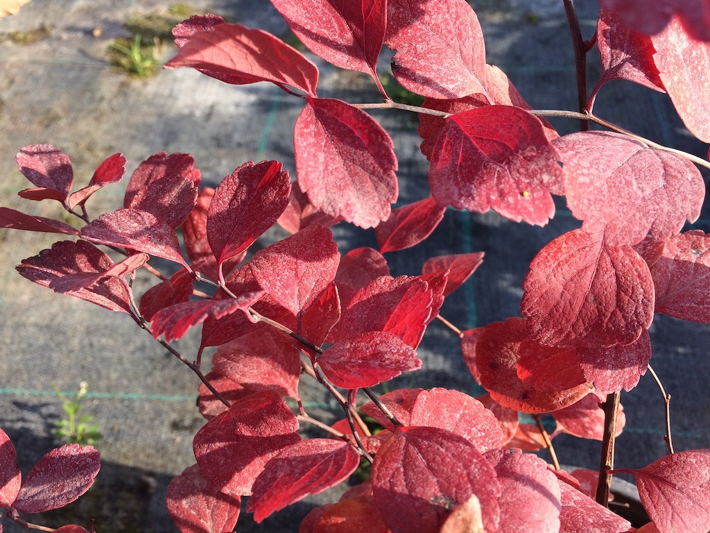 Tavolníky Tavolník břízolistý Zahradnictví: zahradnictvi-flos.cz