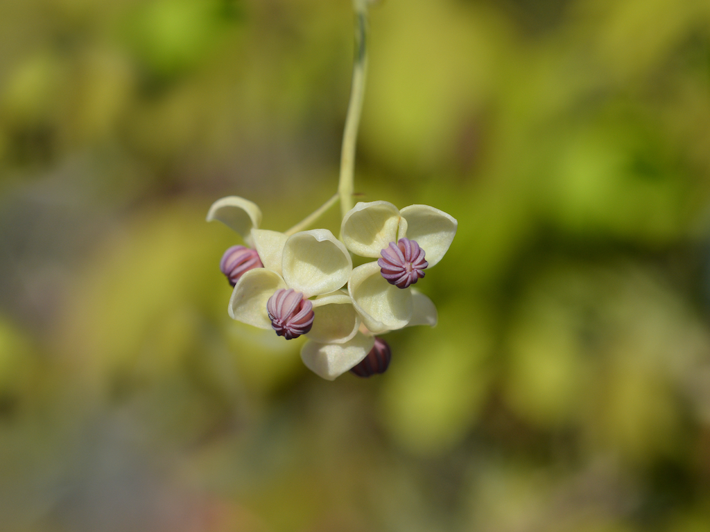 Akébie pětičetná Zahradnictví: netradicniovoce-eshop.cz