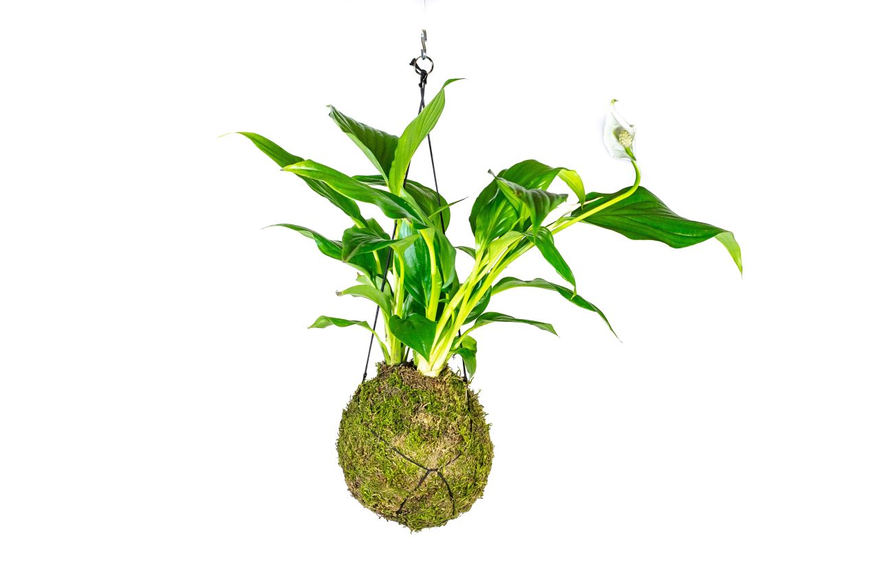 Lopatkovec Zahradnictví: gardners-eshop.cz