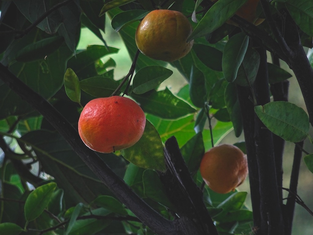 Citrusy Mandarinkovník Zahradnictví: rastlinky.sk