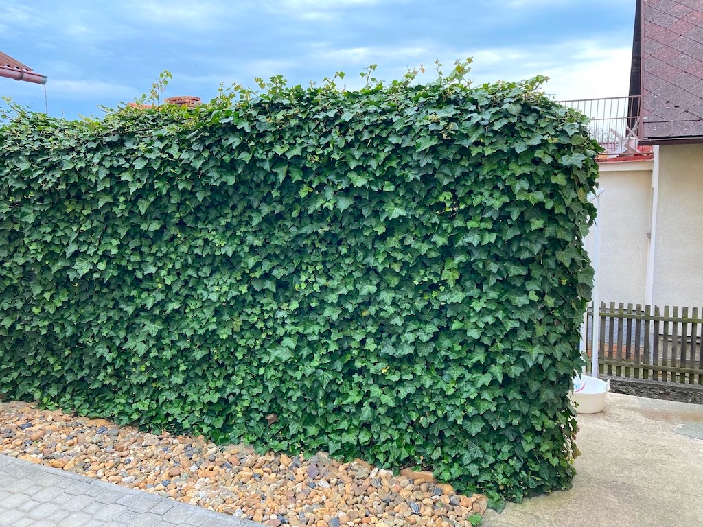 Hedera helix Zahradnictví: gardners-eshop.cz
