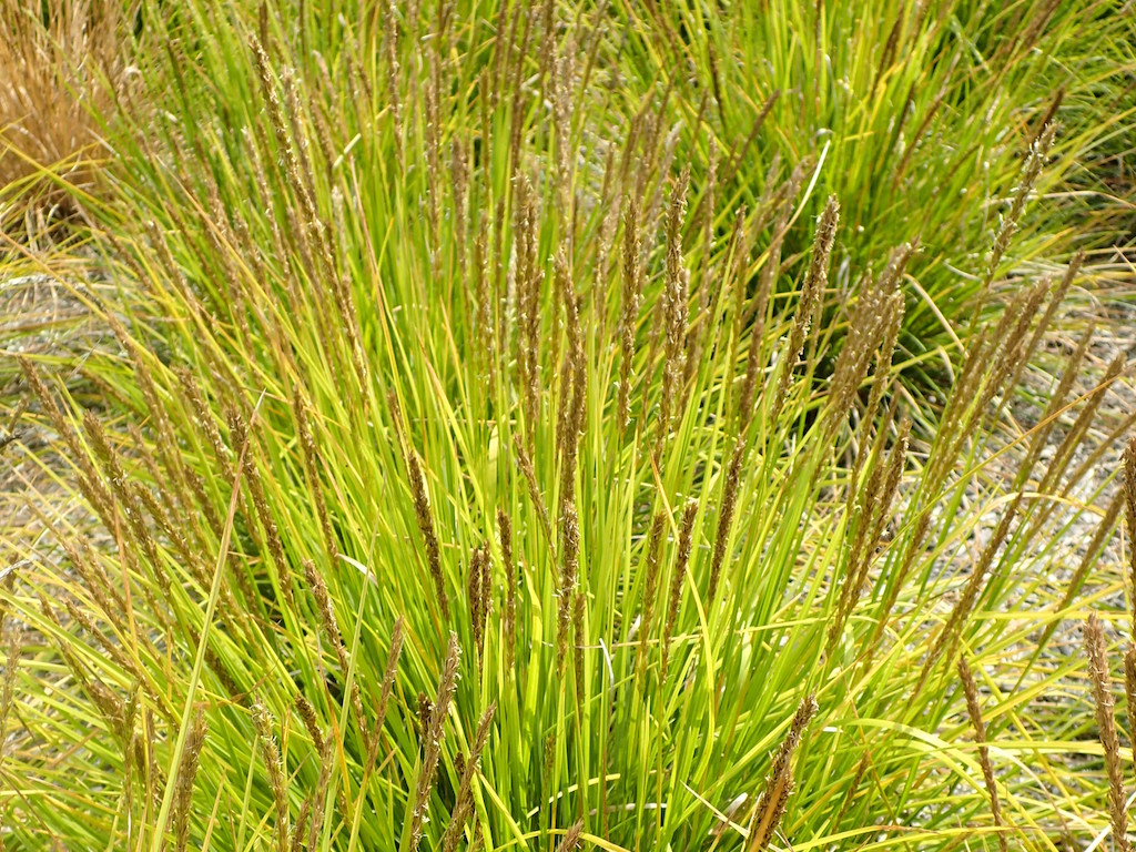 Pěchava podzimní Zahradnictví: onlinezahradnictvi.cz