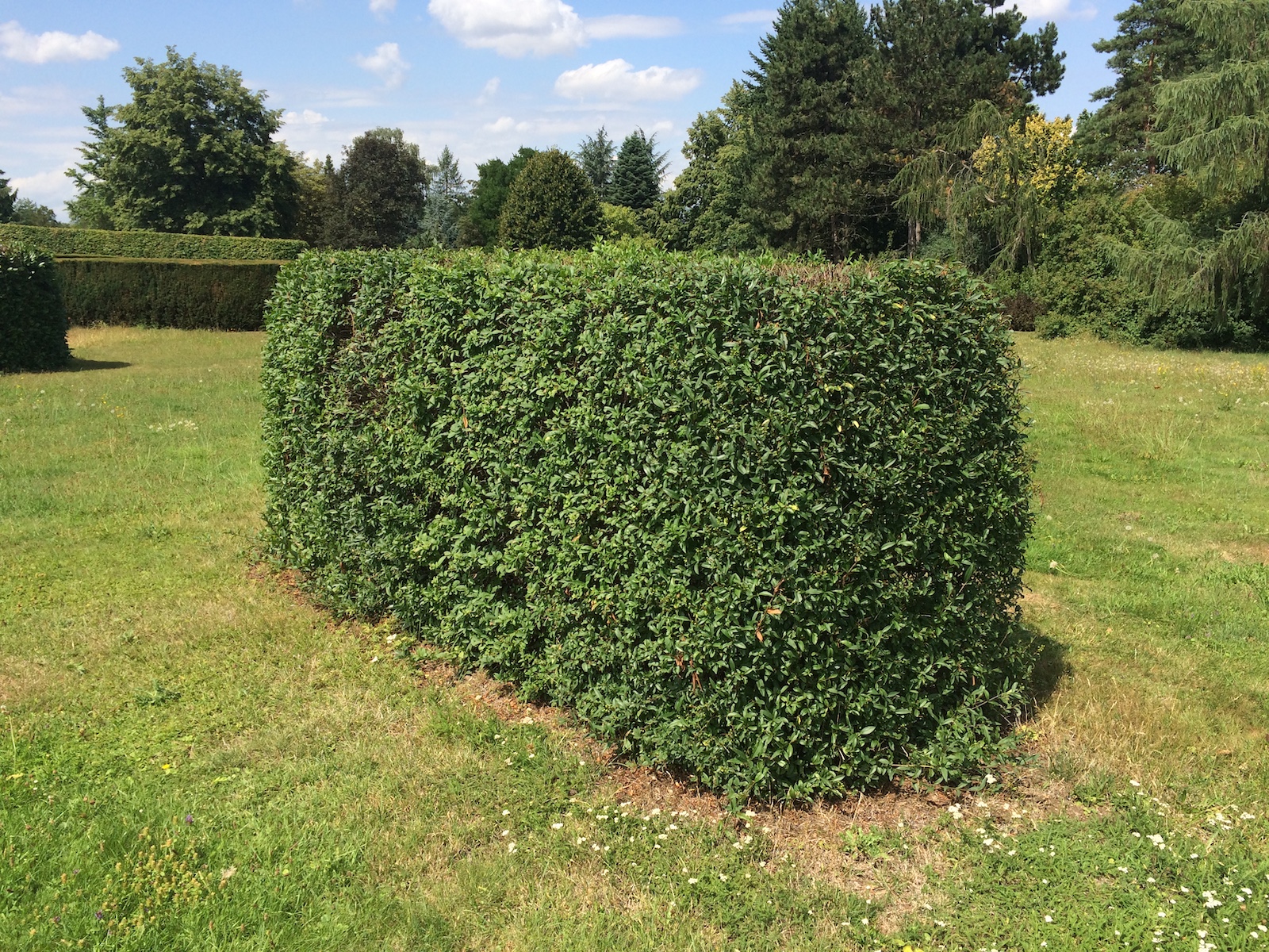 Ptačí zob 'Atrovirens' Zahradnictví: zahradnictvi-flos.cz