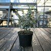 Brslen Fortuneův 'Emerald'n' Gold' (Partner ID none)