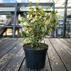 Brslen Fortuneův 'Emerald'n' Gold' (Partner ID none)