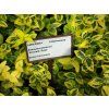 Brslen Fortuneův 'Emerald'n' Gold' (Partner ID none)