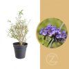 Motýlí keř 'Nanho Blue' (Partner ID none)