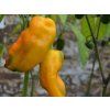 Paprika setá 'Corno Giallo' (Partner ID none)