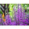 Šalvěj hajní 'Violet Queen' (Partner ID none)