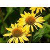 Třapatka nachová (Echinacea) 'Mellow Yellow' (Partner ID none)