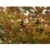 Japonský javor 'Bloodgood' (Partner ID none)