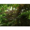 Japonský javor 'Bloodgood' (Partner ID none)