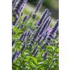 Agastache (Partner ID none)