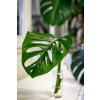 Monstera (Partner ID none)