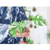 Monstera (Partner ID none)