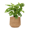 Monstera (Partner ID none)