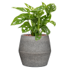 Monstera (Partner ID none)