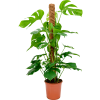Monstera (Partner ID none)