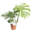 Monstera (Partner ID none)