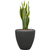 Monstera (Partner ID none)